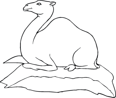 Dromedary Camel Sitting Down Coloring Page